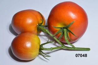 Tomaten an der Rispe