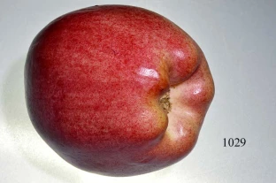Gloster-Apfel