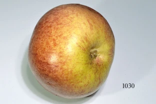 Apfel Cox orange