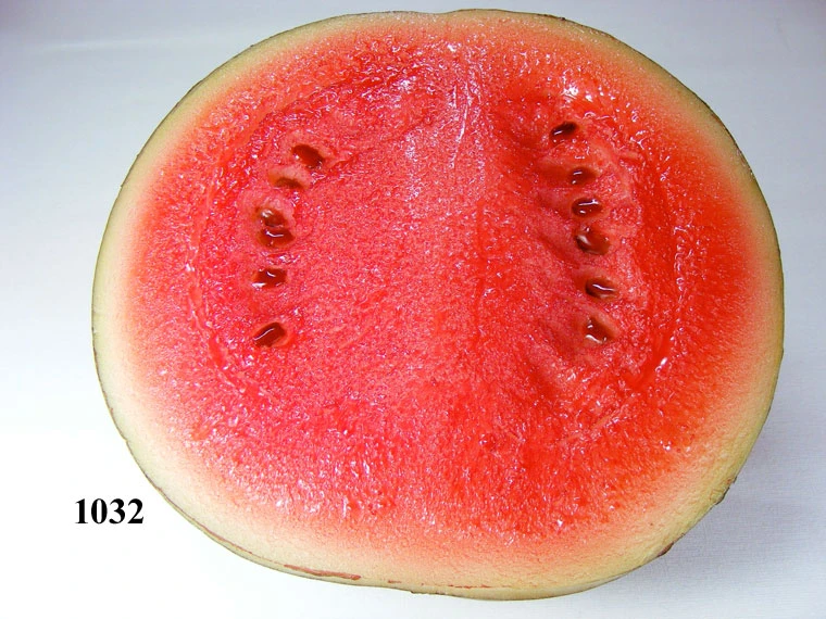 Produkt - Wassermelone 1/2 Lebensmittelattrappe