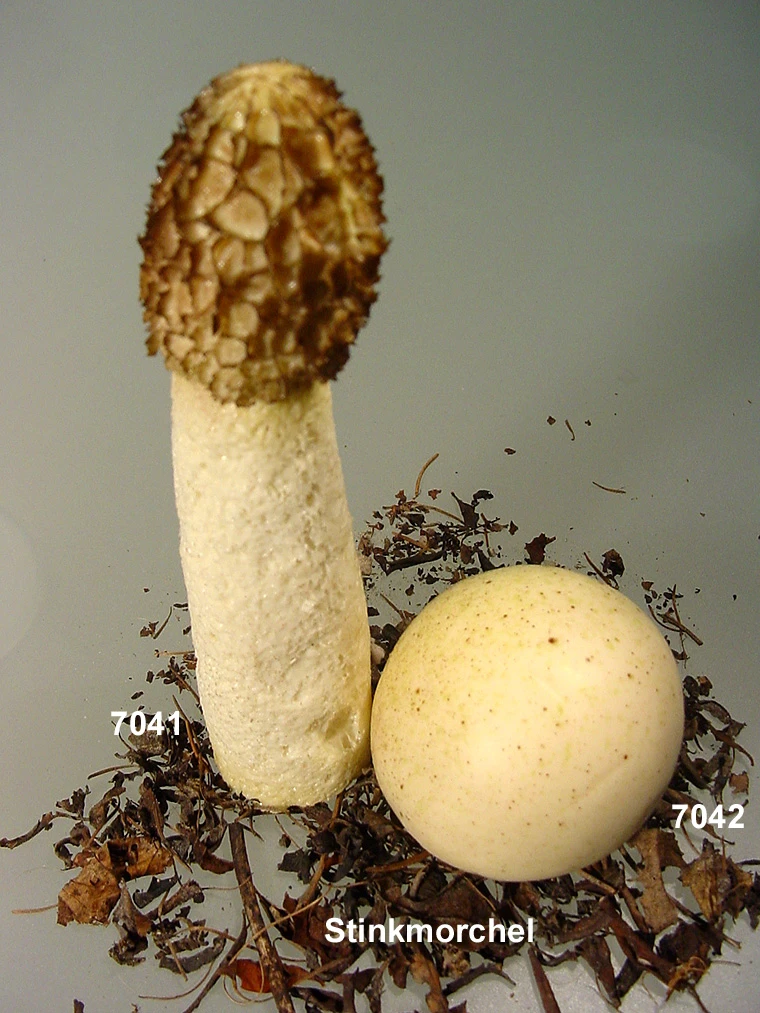 Produkt - Stinkmorchel-Phallus
