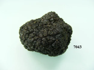 Trüffelpilz schwarz klein