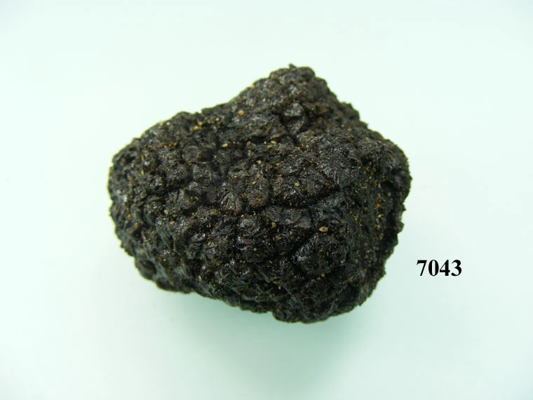 Produkt - Trüffelpilz schwarz klein