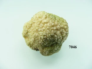 Trüffelpilz weiß klein