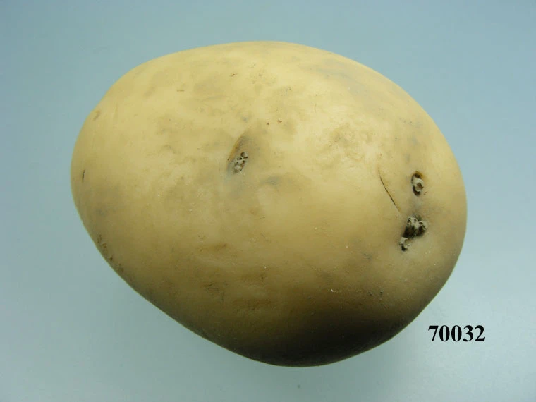 Produkt - Feldkartoffel klein