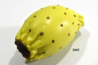 Kaktusfeige grün