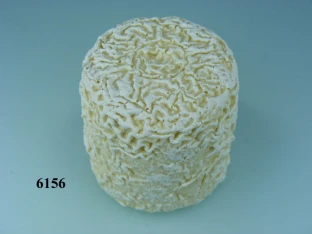 Ziegenkäse natur