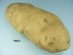 Kartoffel groß