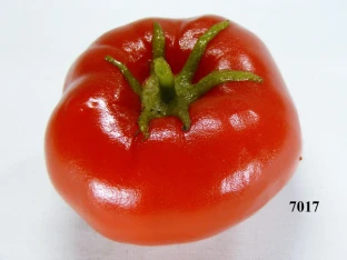 Tomate