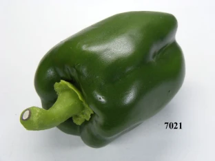 Paprika grün