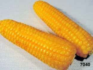 Maiskolben