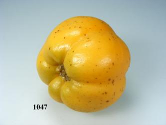 Quitte Lebensmittelattrappe 