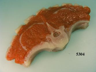 Lamm-Kotelett roh Lebensmittelattrappe 