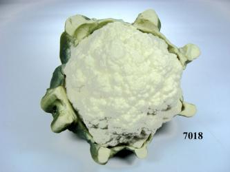 Blumenkohl 