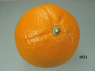 Lebensmittelattrappe Orange 