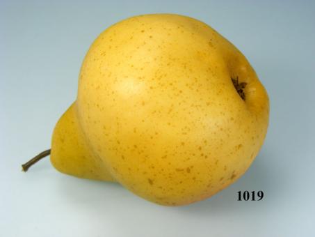 pear Williams,  yellow 