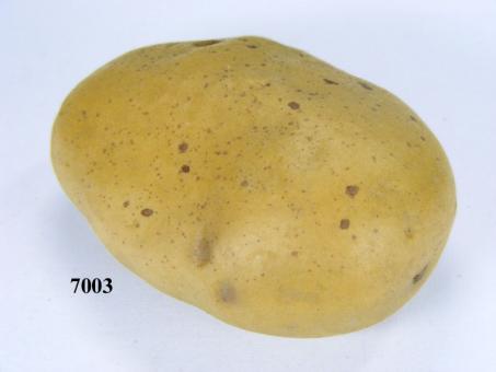 Feldkartoffel 