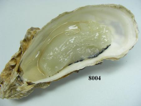 oyster 